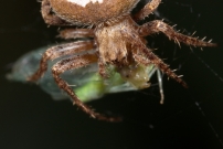Une femelle (Araneae - Araneidae - Neoscona subfusca)